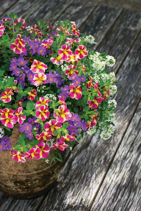 Westhoff calibrachoa-candy-bouquet-005