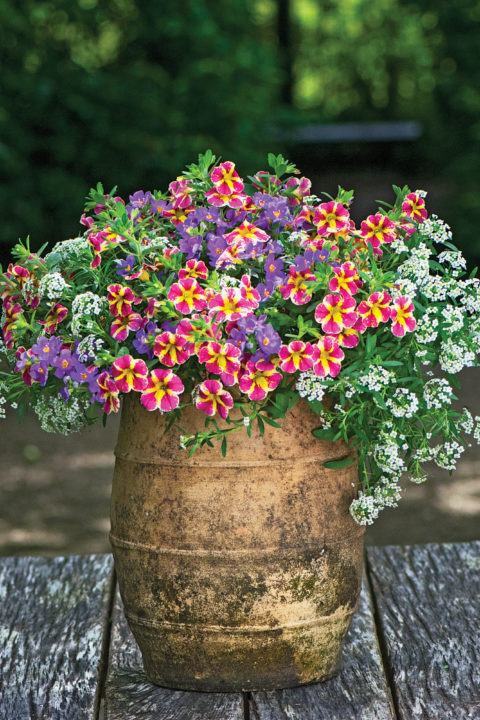 Westhoff calibrachoa-candy-bouquet-006