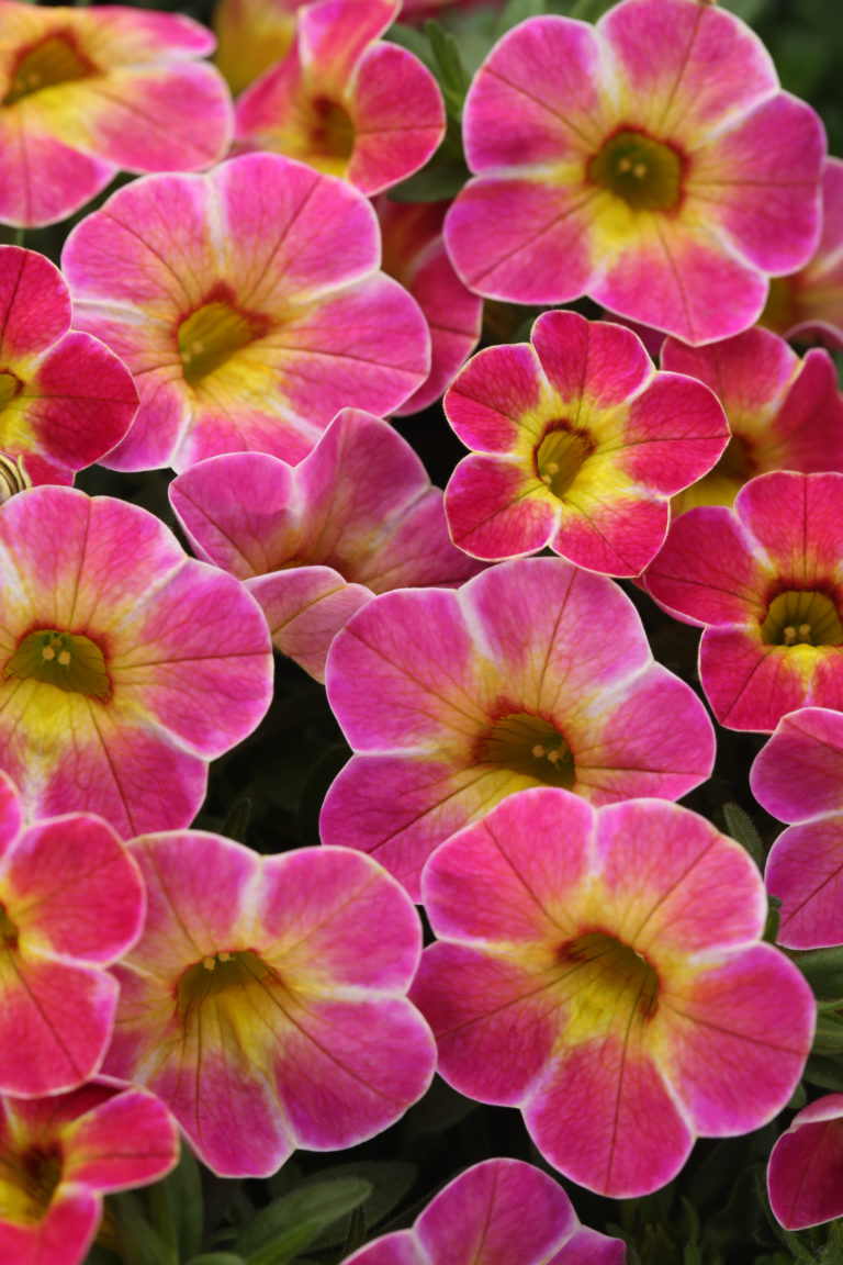 Westhoff calibrachoa-chameleon-berry-daring-001