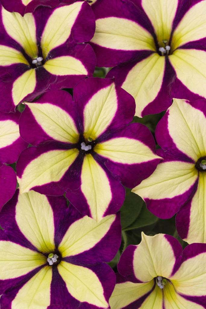Westhoff Crazytunia® Frisky Purple