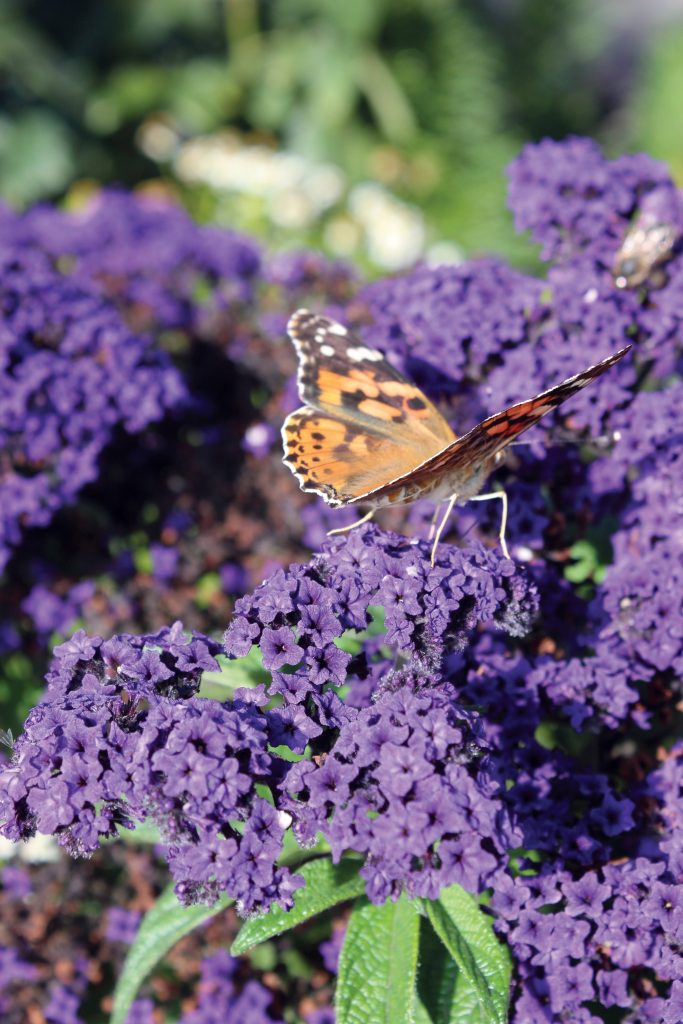 Westhoff heliotropebutterflyblue001