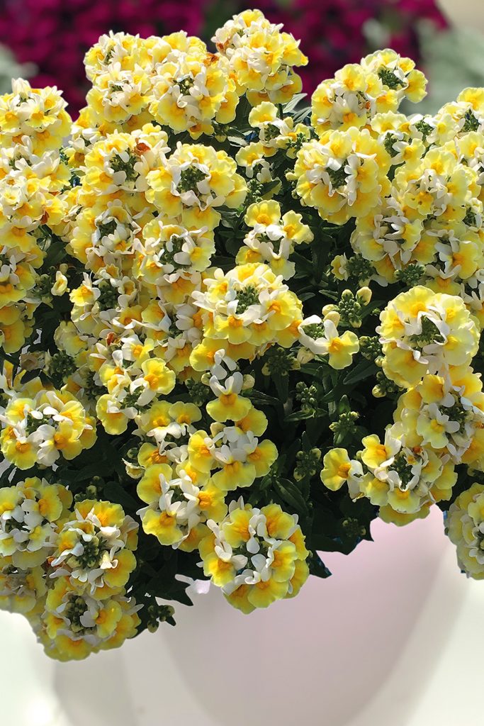 Westhoff NemesiaEscentialBananaSplit001