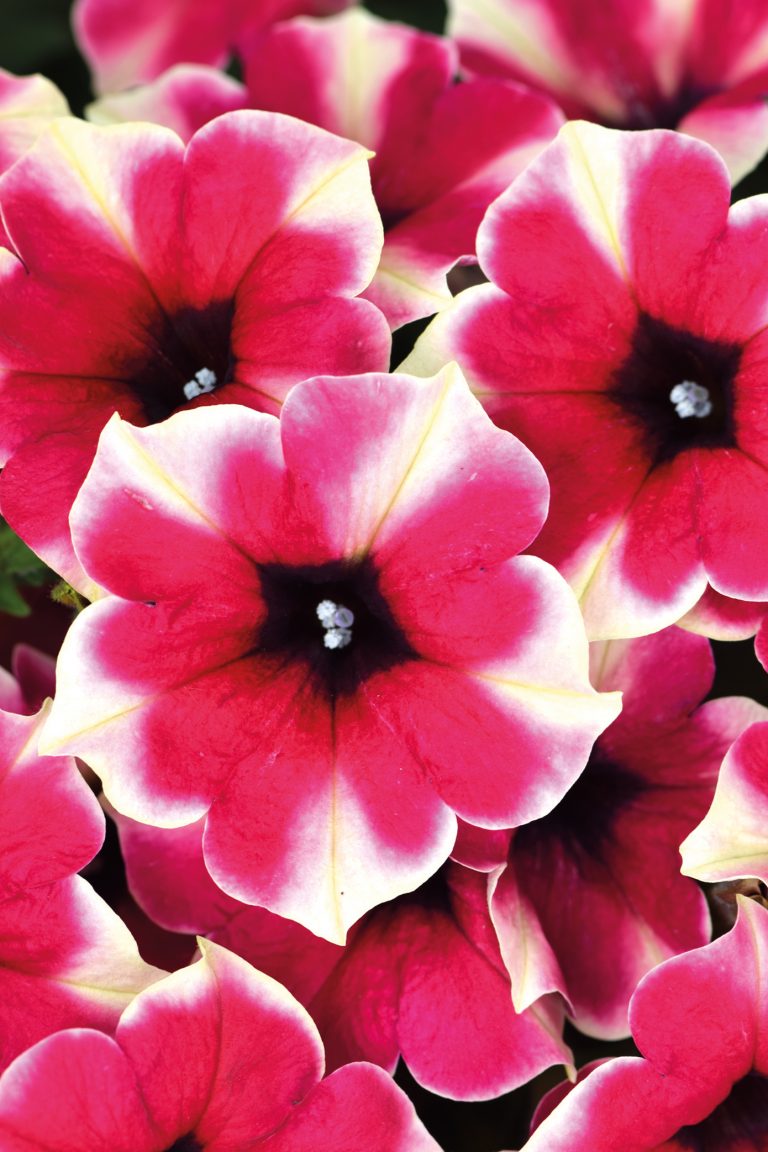 Westhoff Crazytunia® Amarena Cream