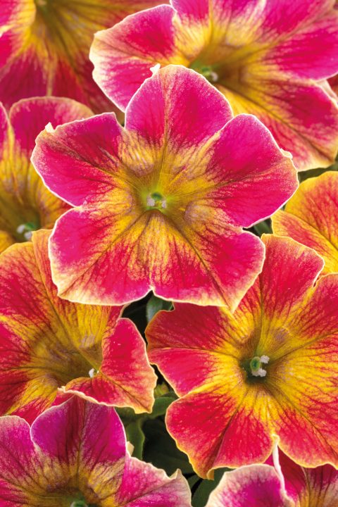 Westhoff Petunia-Crazytunia-Retro-Red