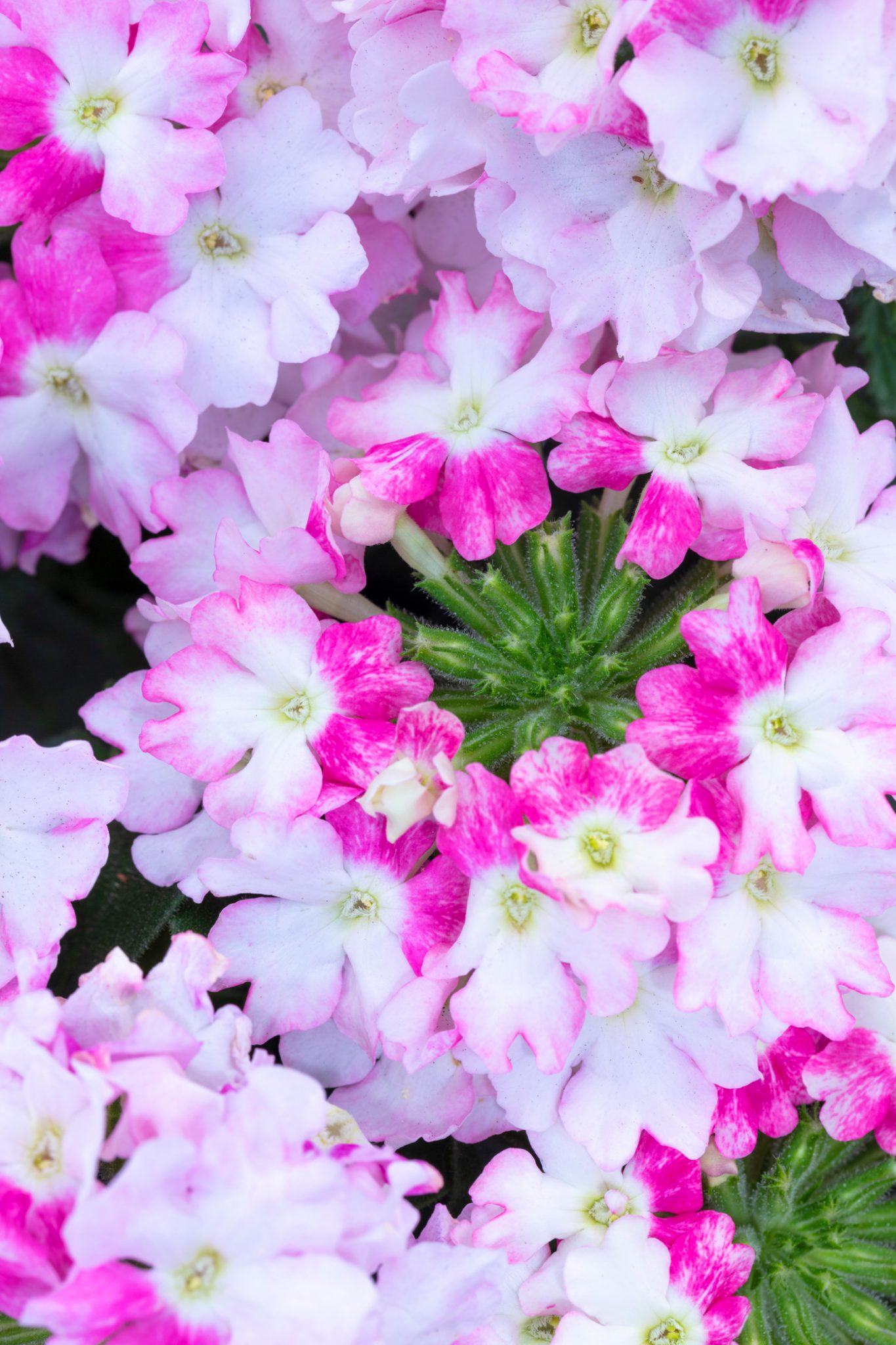 Westhoff VerbenaHurricaneFuchsia001