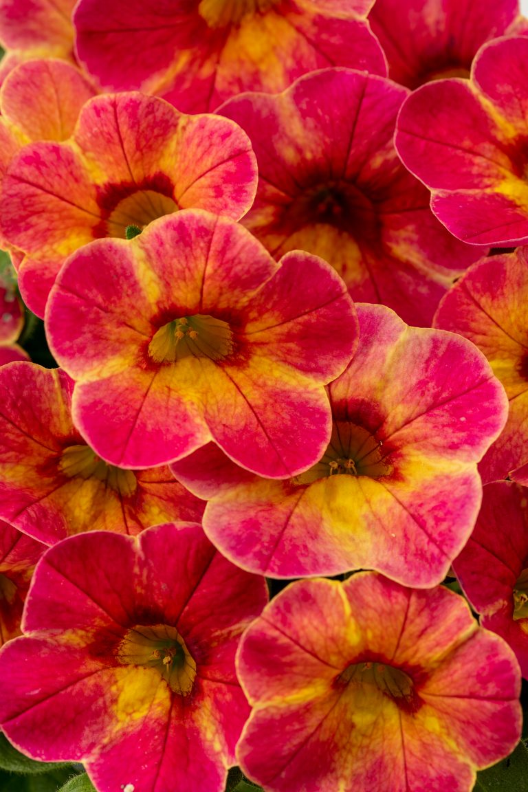 Westhoff Calibrachoa_Chameleon_Sunshine_Berry_impr_001