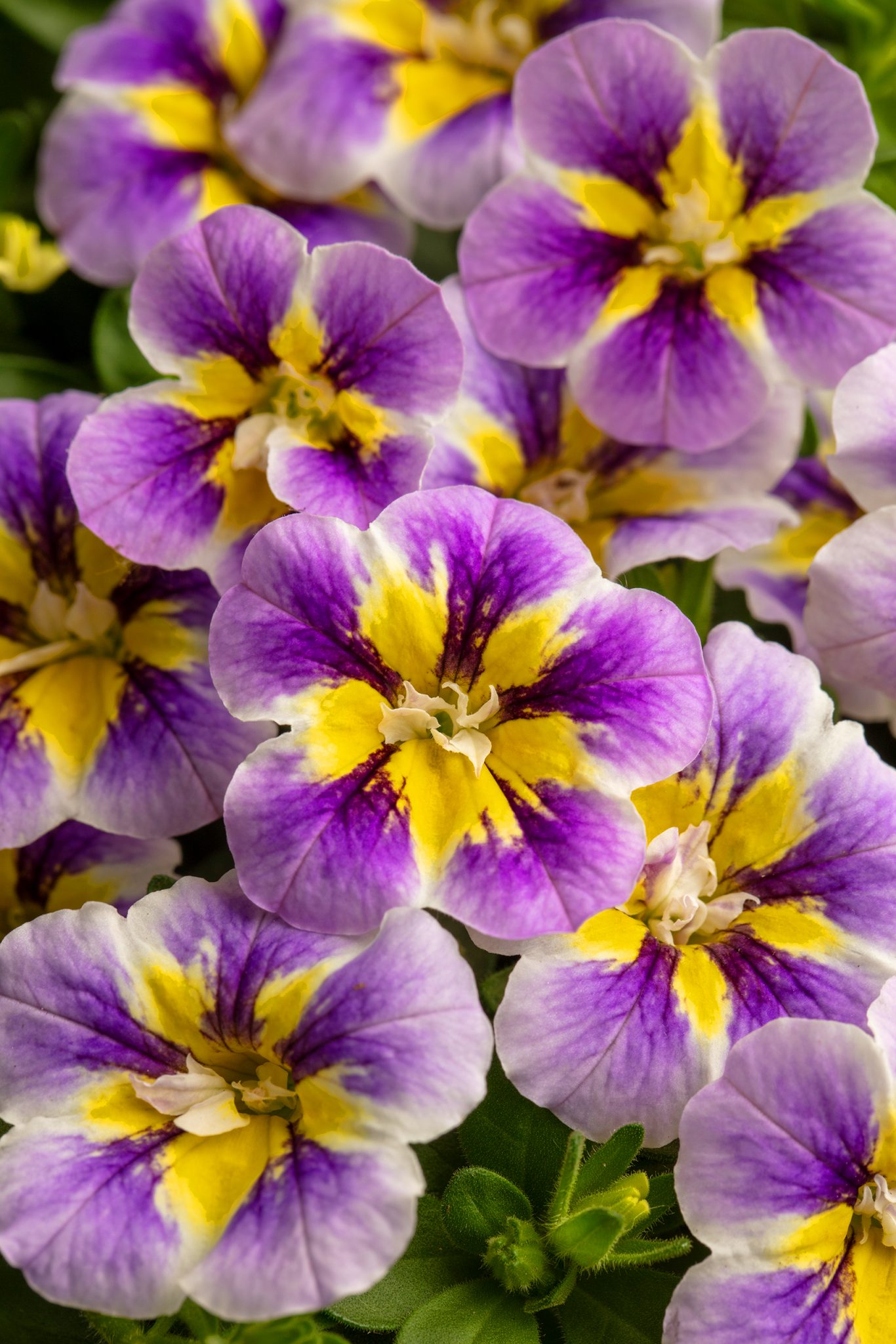 Westhoff Calibrachoa Candy Shop Double Grape Splash