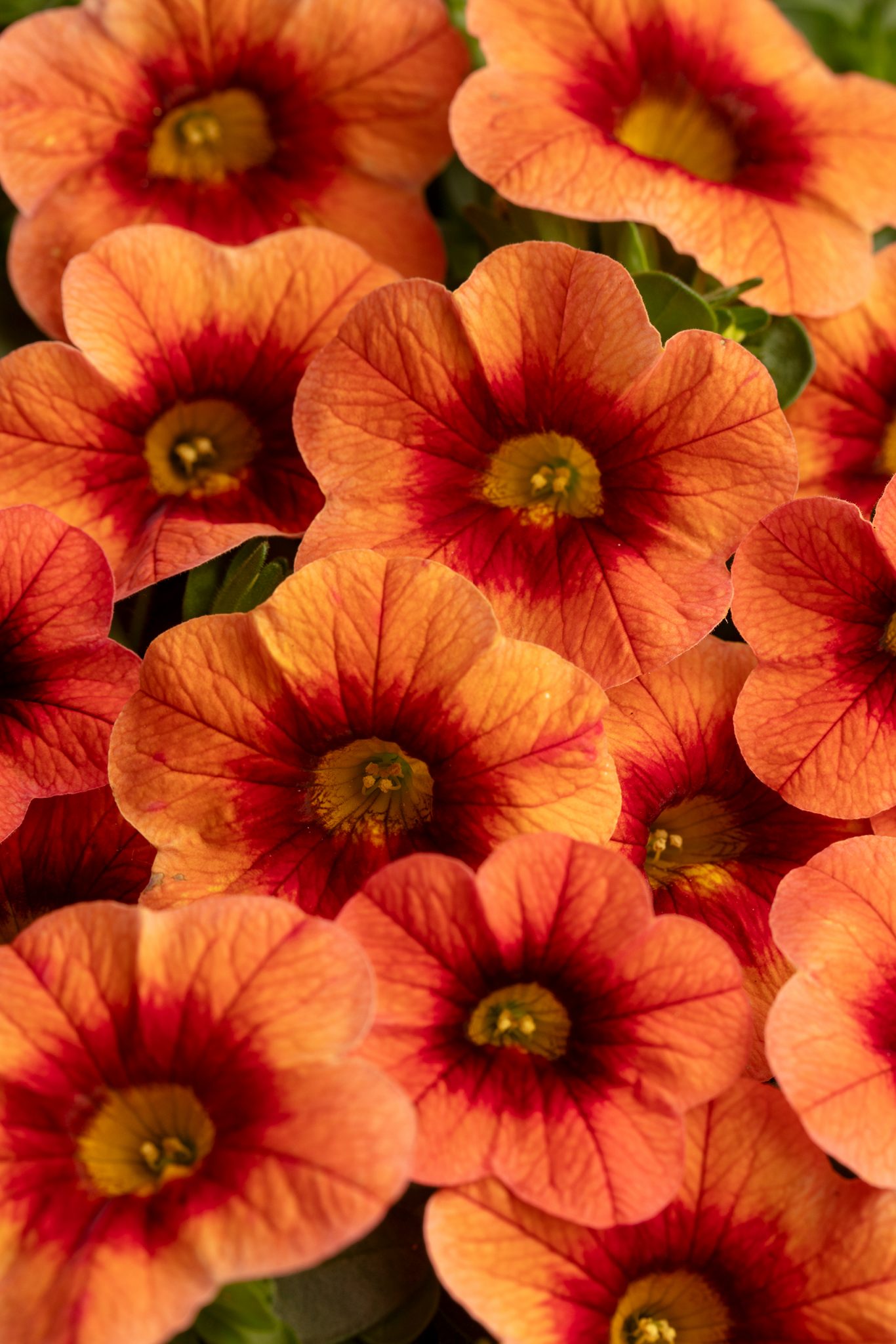 Westhoff Calibrachoa Eyecatcher Orange